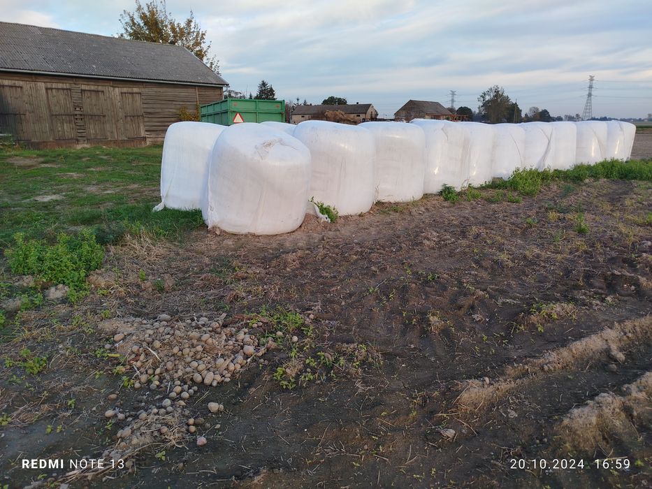 Wysłodki buraczane w balotach. Kampania 2025/26