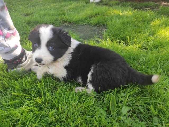 Border collie szczeniak
