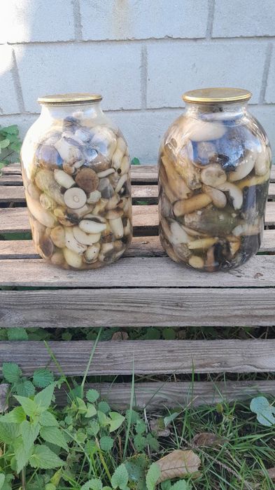 Опеньки 2025 , та інші гриби