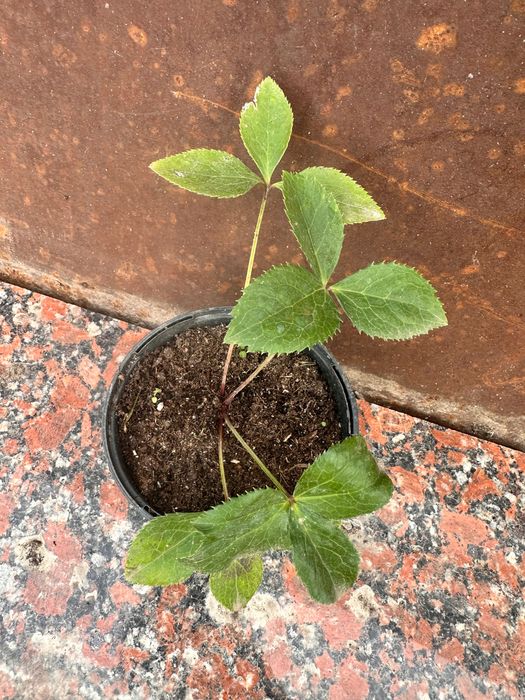 Сіянці морозника, в горщику