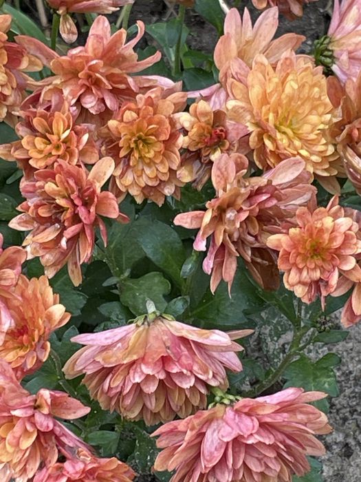 Chryzantemy zimujące w gruncie mix od 15 zł sadzonki