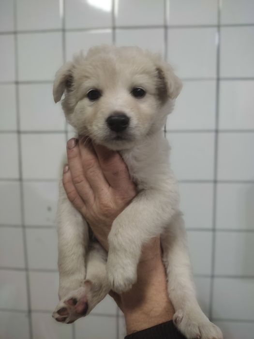 Отдам в добрые руки щенков