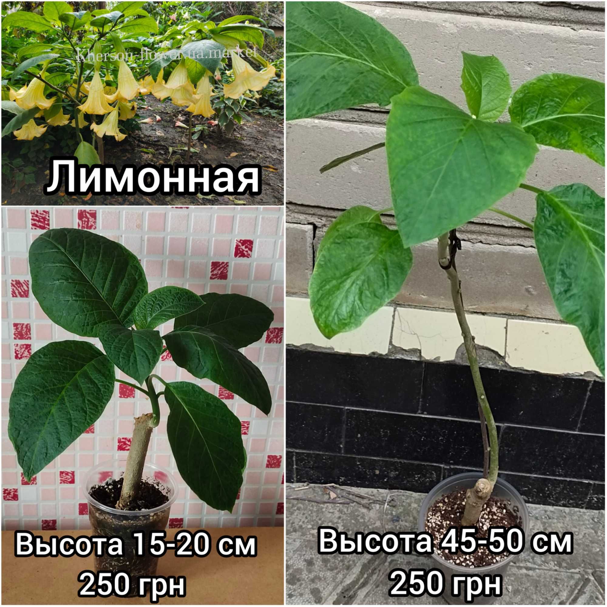 Бругмансия красная махровая Thea´s Liebling