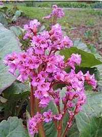 Bergenia sercowata kopana z gruntu