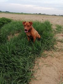 Patterdale terrier FCI