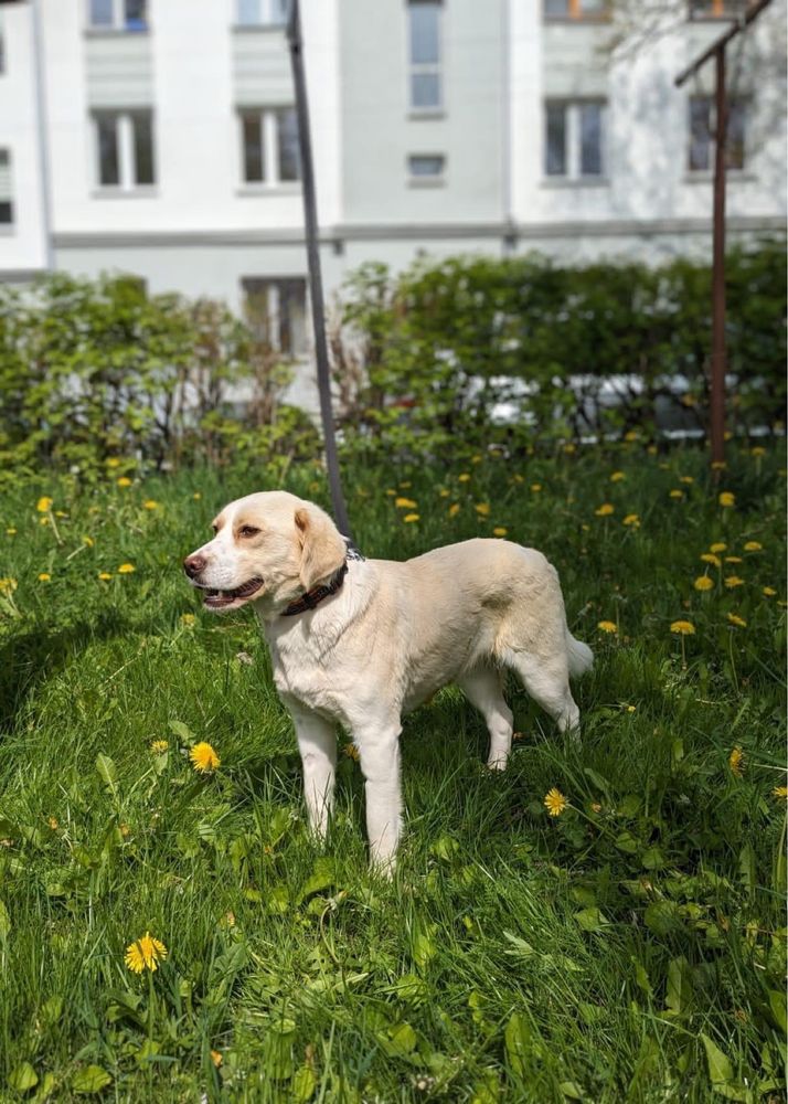 Luna- kremowa delikatna suczka do adopcji