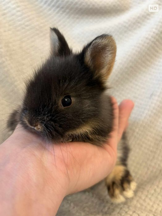 Królik miniaturka,  króliki karzełki tedi długowłose Mini lopki