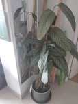 Planta com vaso gris