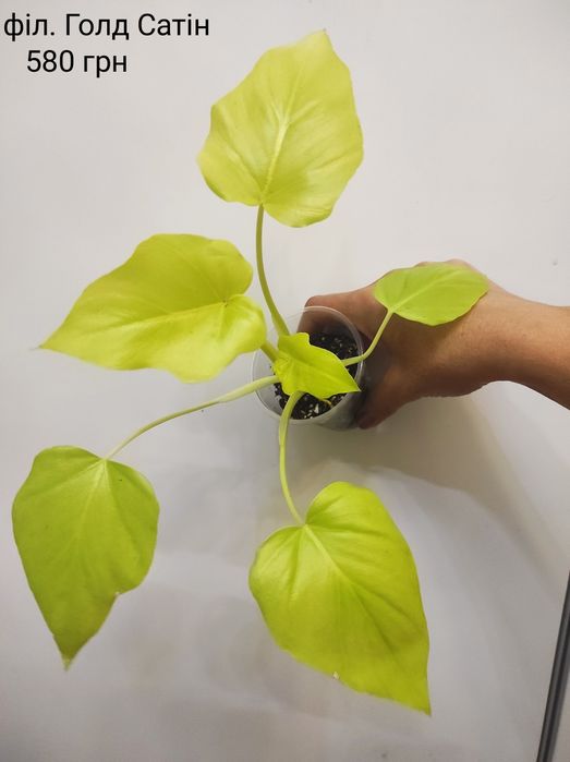 Філодендрон Голд Сатін