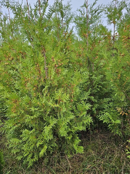 Tuja brabant 2m wyprzedaż