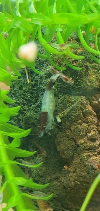 Neocaridinas Red Rili