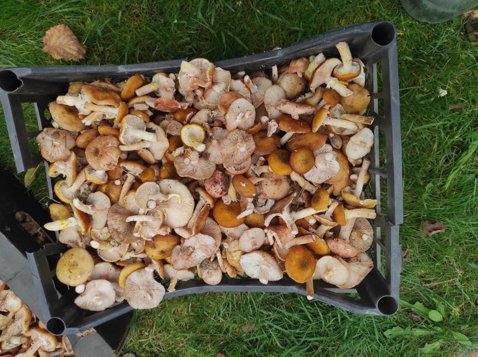 Sprzedam uzbieram grzyby opieńki