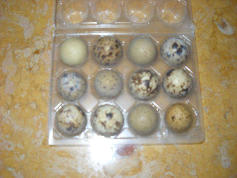 2 duzias de ovos de codorniz + tesoura cortar ovos