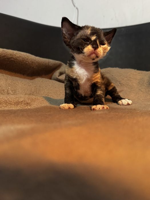 Devon Rex tricolor