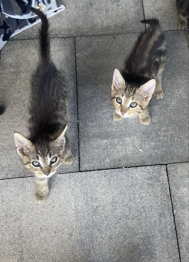 Kotek lilo szuka kochającego domu!