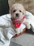 Poochon/ Bichpoo/ Bichon/ Pudel. Chłopczyk.