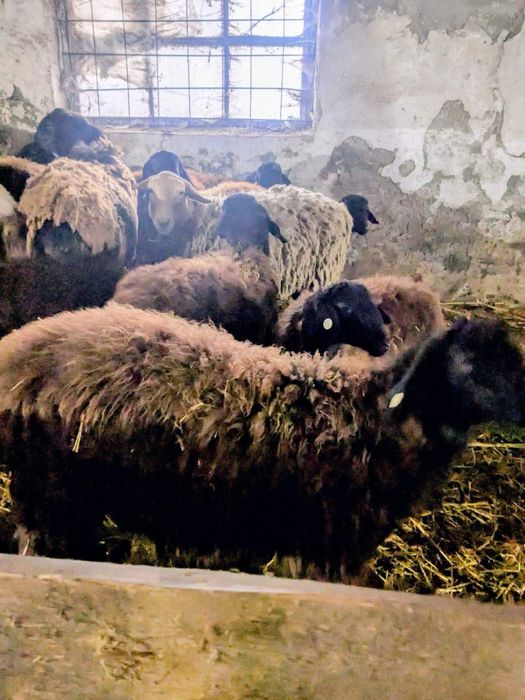 Барани на продаж