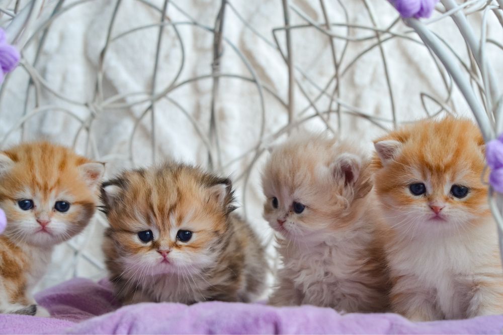 Елітні кошенята. Київ