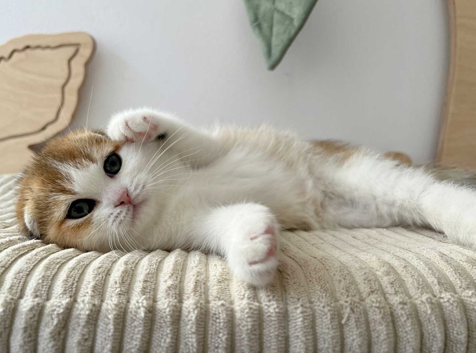 Kocurek szkocki zwisłouchy w kolorze złotym