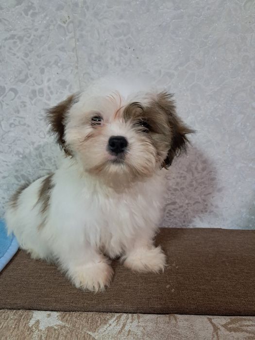 Міні ши-тцушечки