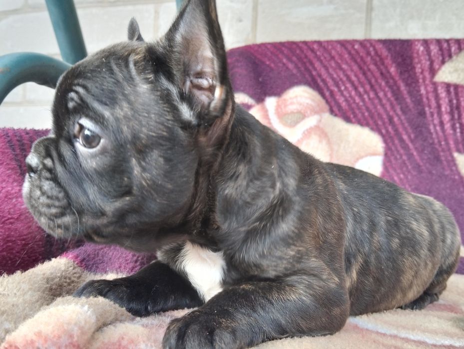 Продам цуценят породи французький бульдог  вік 1,5 місяця