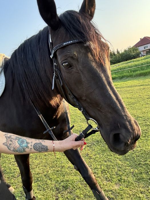 Do sprzedania klacz SP  178 cm