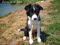Border Collie  ZKwP FCI - suczka czarno biała