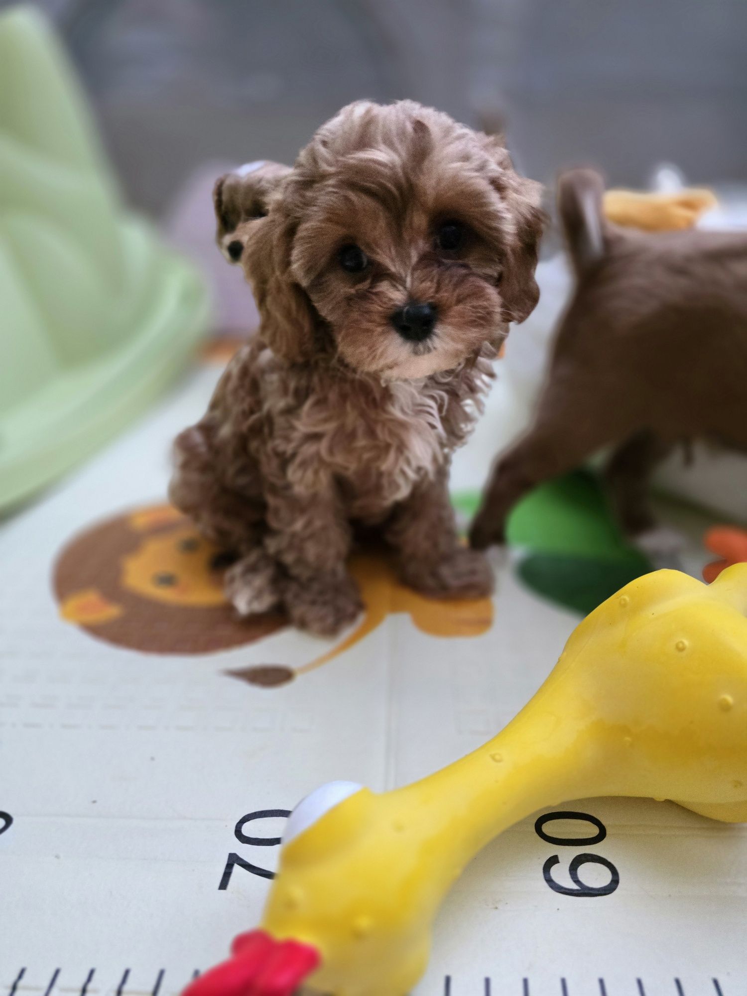 Cavapoo / chłopczyk