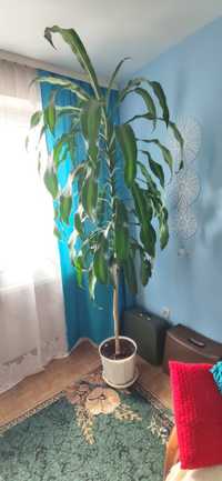 Dracena ogromna 2.2m