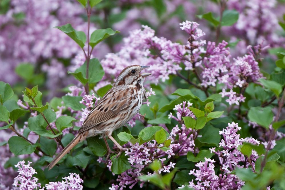 Lilak Meyera 'Palibin' (Syringa meyeri) Doniczka 2.0L