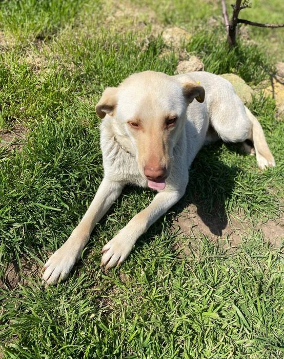 Отдам даром в добрые руки собачек метисы лабрадора