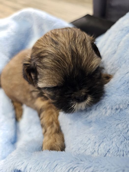 Sprzedam suczke 6 tygodni Rodowód Shih tzu