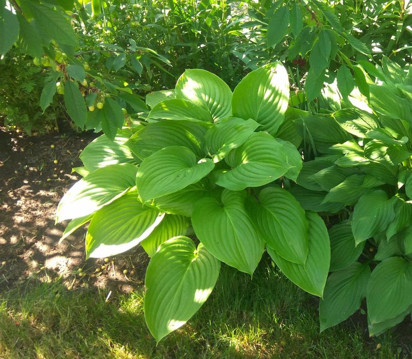 стахис, хосты,  птицемлечник