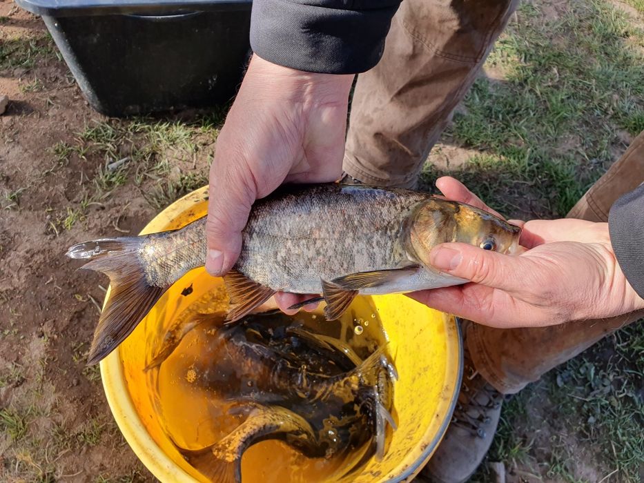 Karp Lin amur Karaś Tołpyga jesiotr koi sandacz