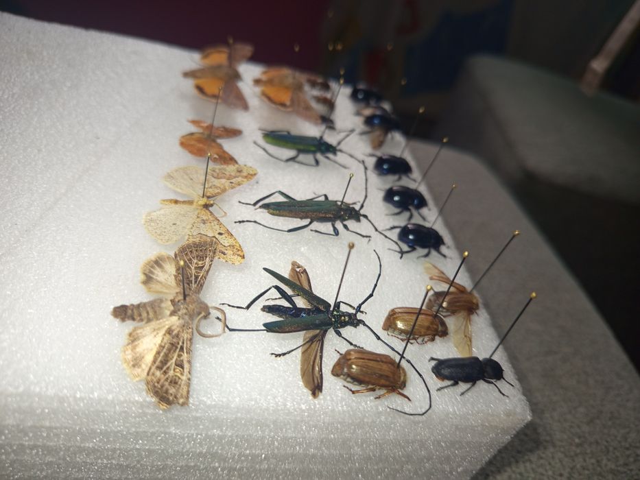 Owady do gablotek