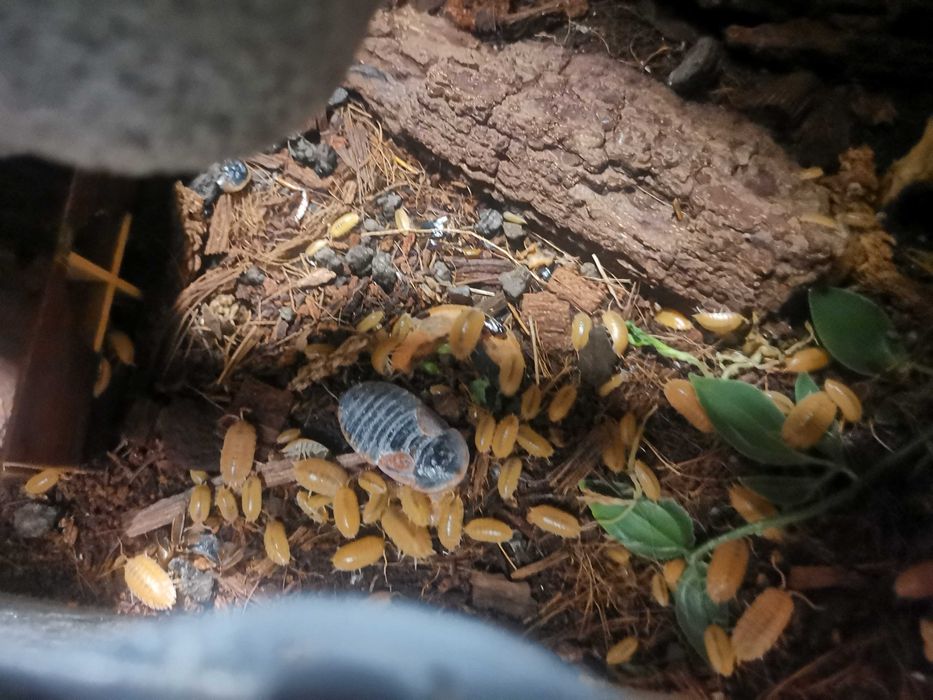 Isopody Ekipa Sprzątająca, proste w hodowli, 3 odmiany do wyboru