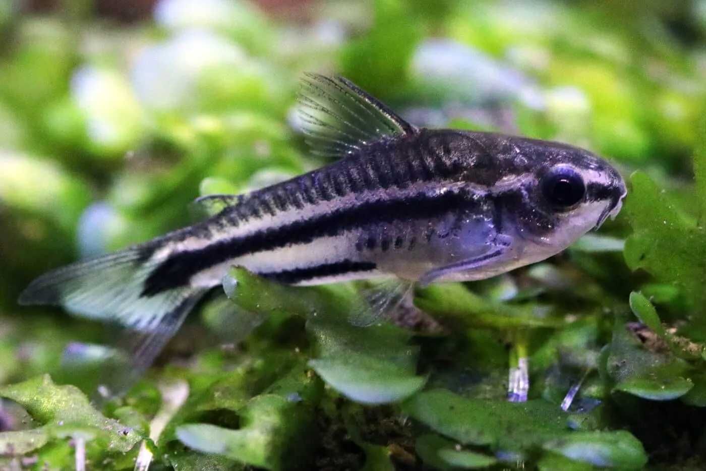 Kirysek pigmej - Kirys karłowaty - Corydoras pygmaeus - dowóz, wysyłka