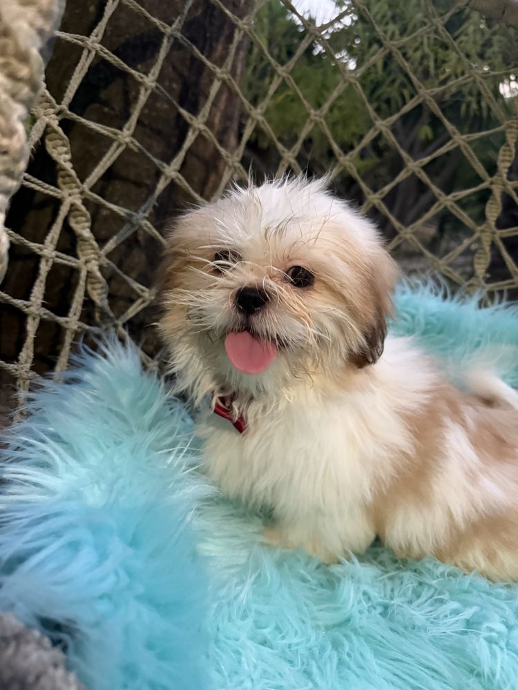 Shih - tzu macho