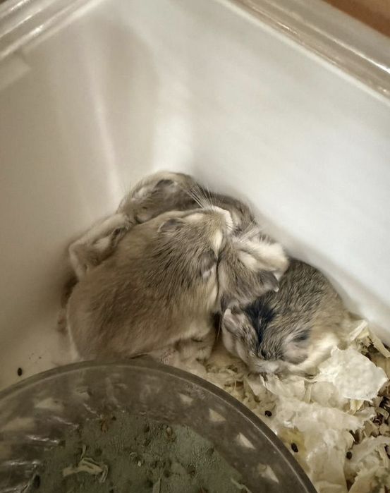 Хом'як  робаровоського