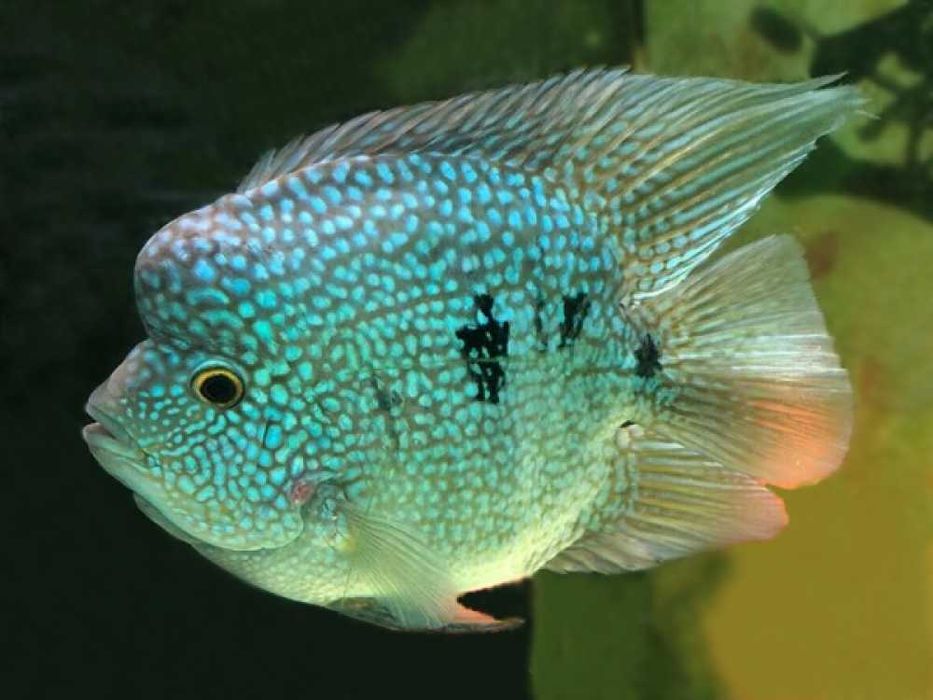 Цихлазомы южноамериканские