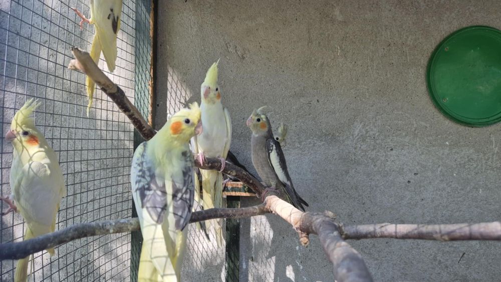 Sprzedam papugi nimfy