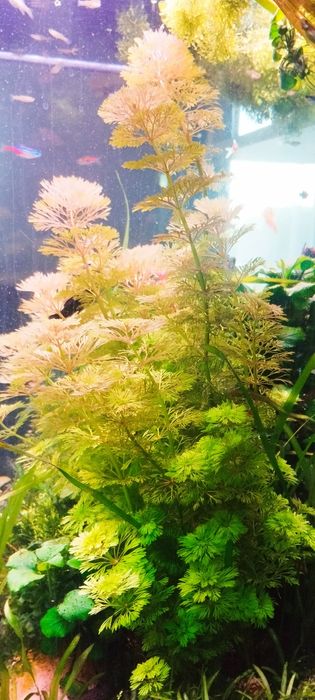 Limnophilla sesisflora