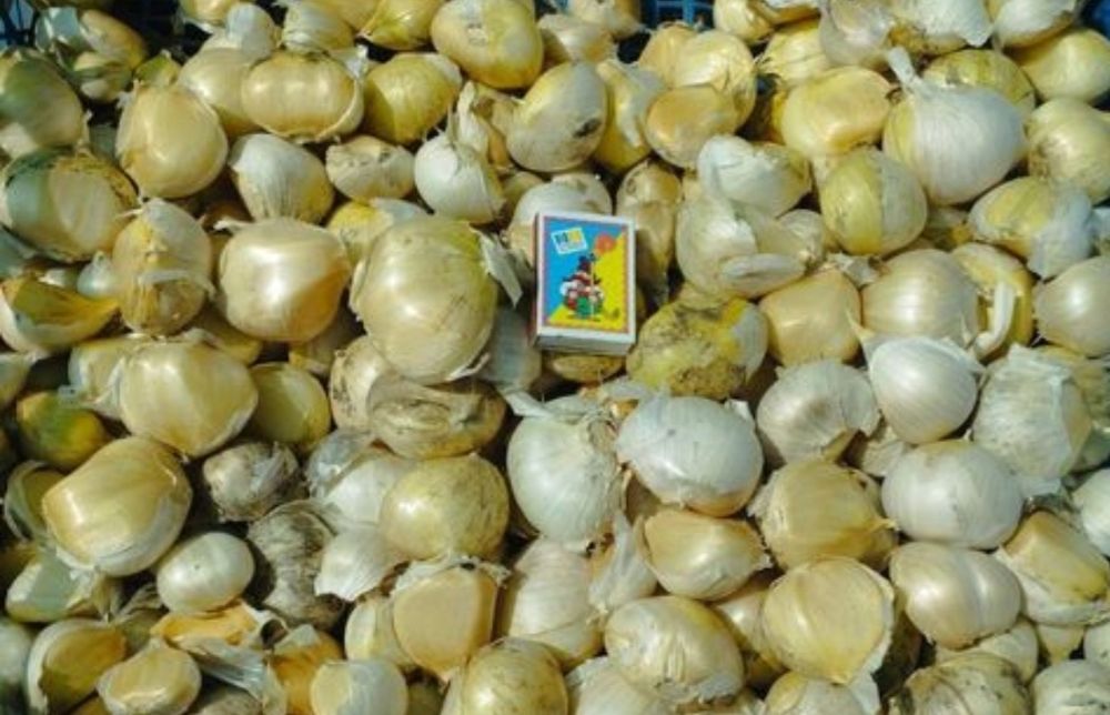 Часник Рокамболь