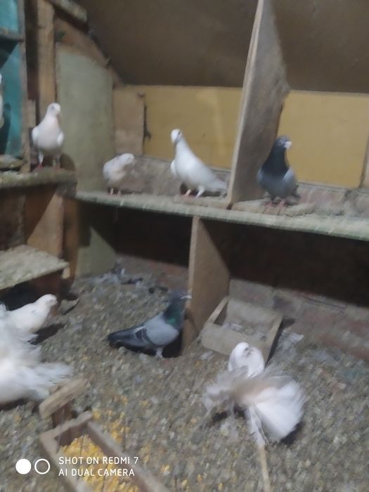 Поменяю или продам кроликив