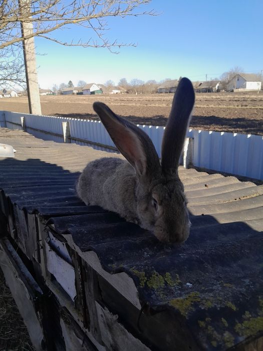 Самочка породи фландер.