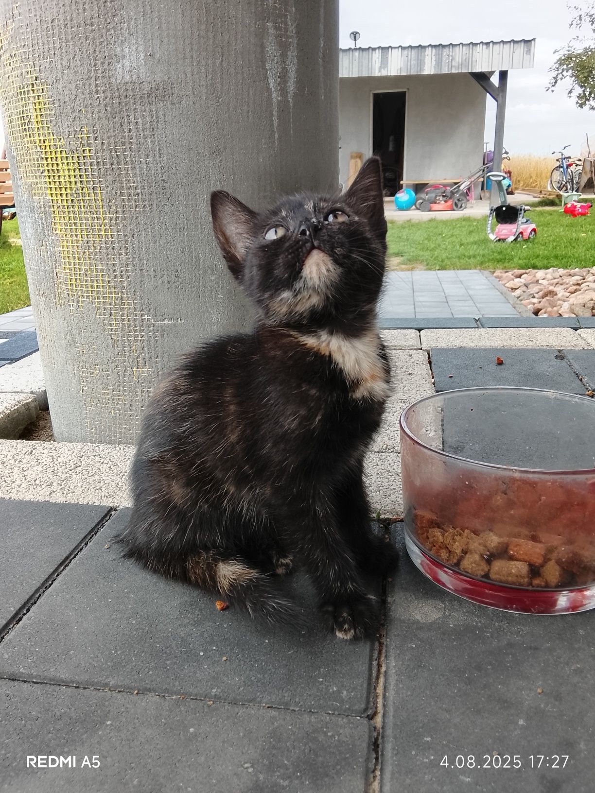 Kotek do adopcji