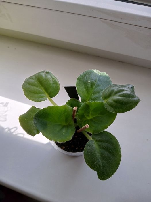 Біла махрова повна фіалка