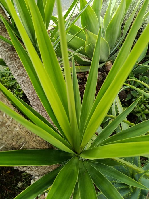 Yuccas para vaso ou jardim
