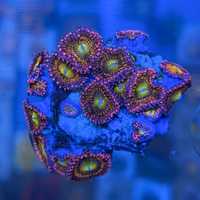 Zoanthus Alien Antivenom premium morskie fluo koralowce miękkie zoa