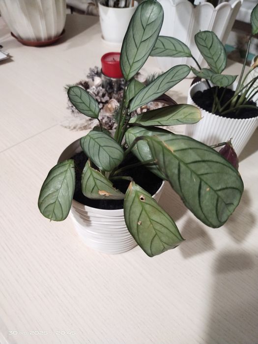 Ктенанта Оппенгейма рослина